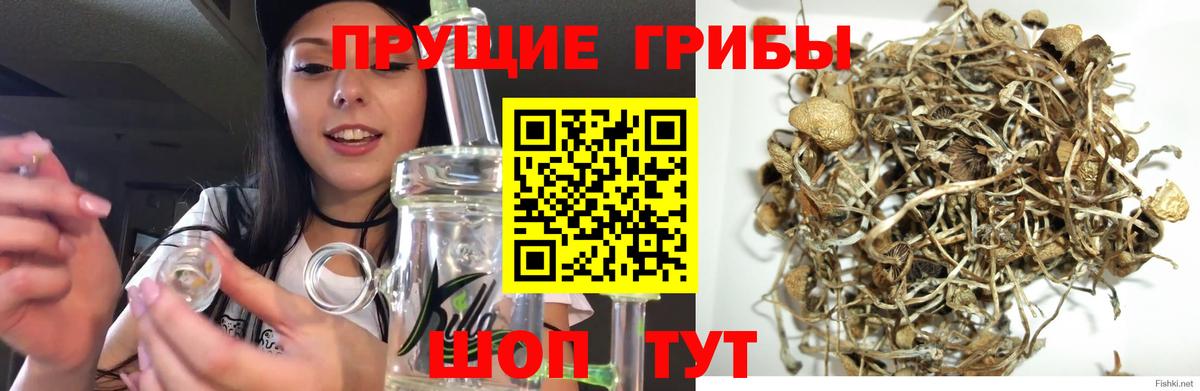 Псилоцибиновые грибы Psilocybe Кашира